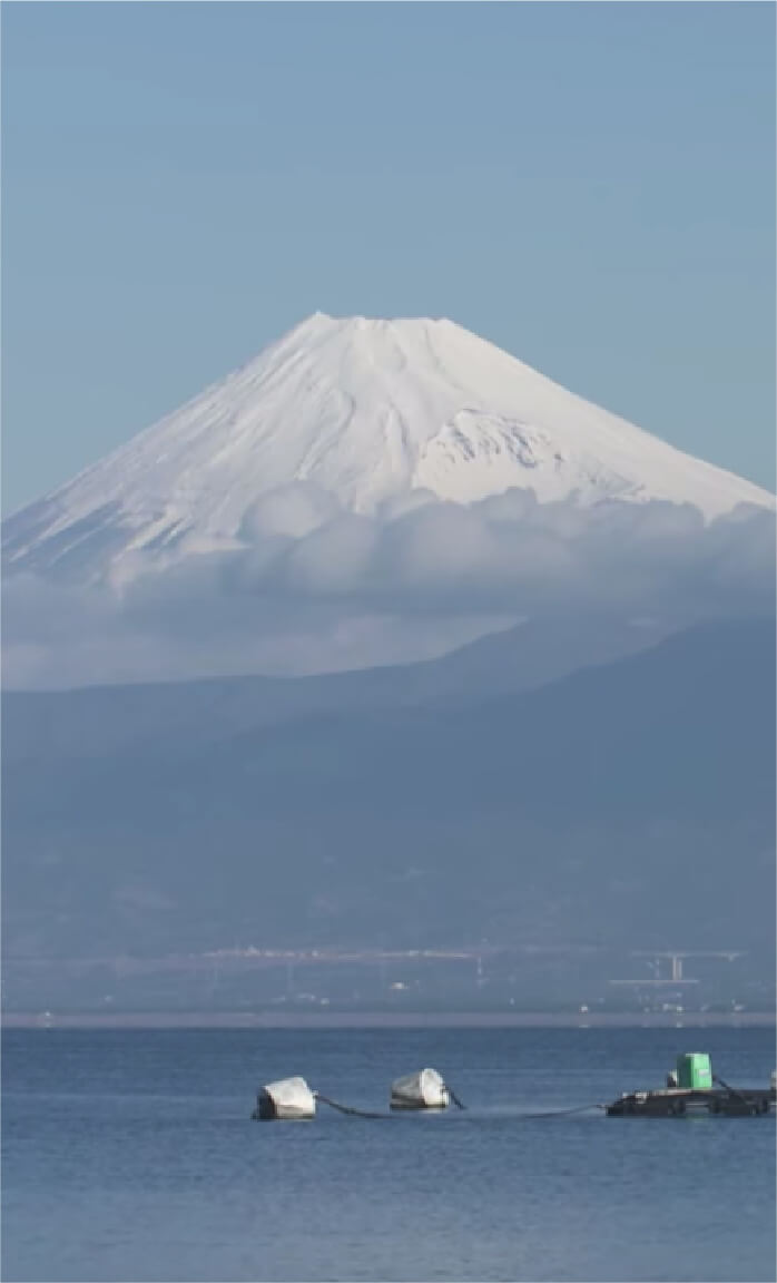 コーボンマーベル（cobon）