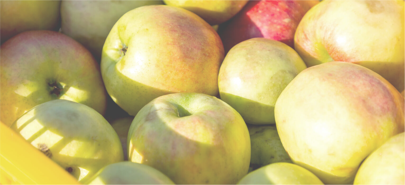 コーボンマーベル（cobon）