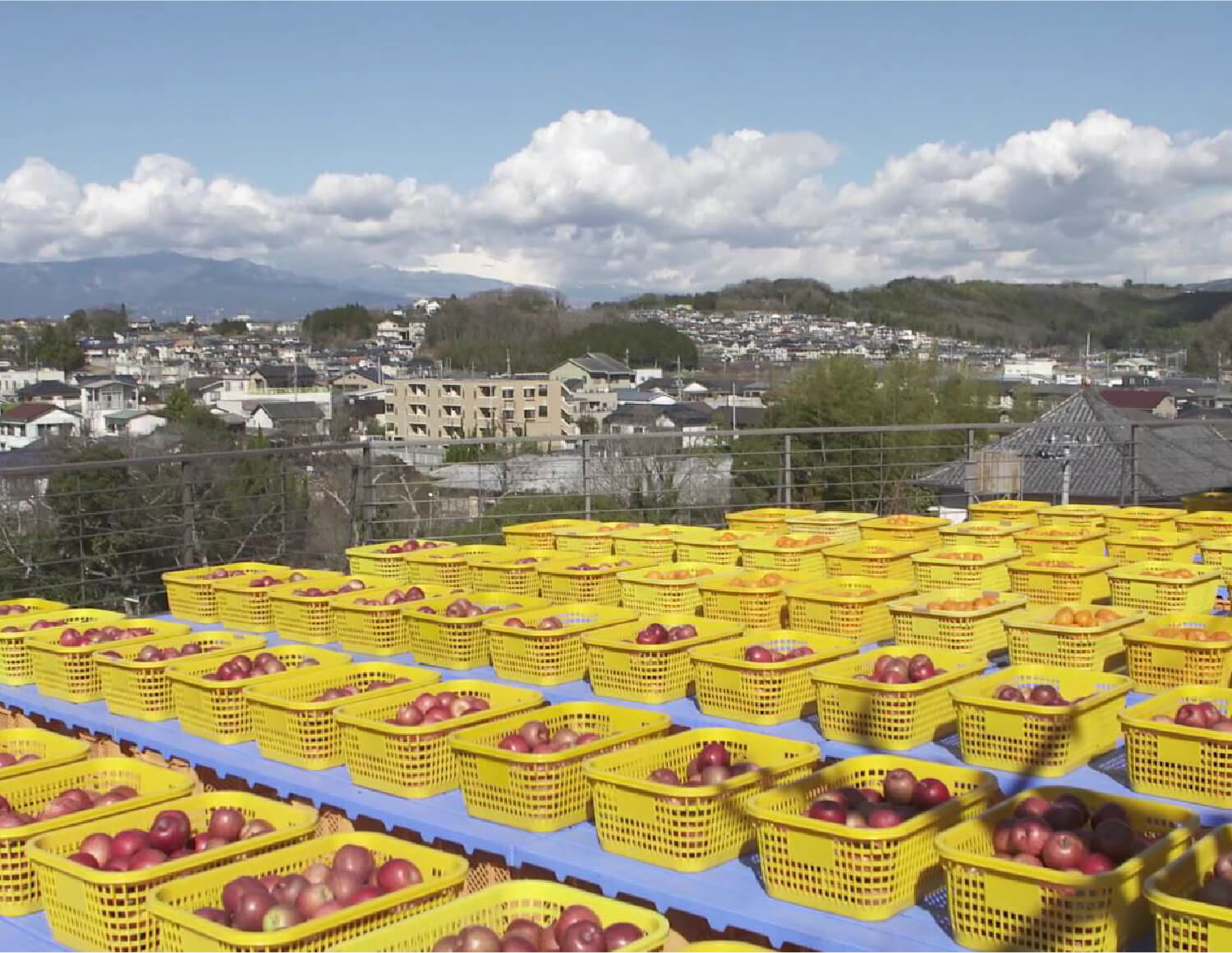 コーボンマーベル（cobon）