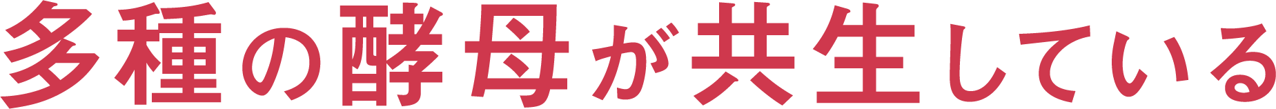 コーボンマーベル（cobon）